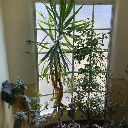 5 Appartement *